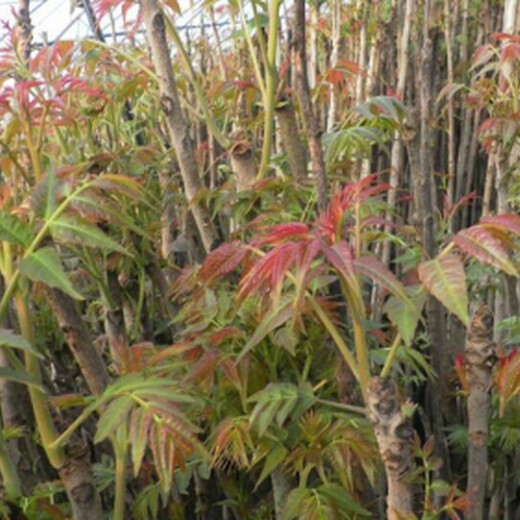 北京市绿香椿香椿树苗大型育苗基地现货供应几月份种植成活率高