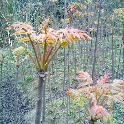 北京西城区西牟紫椿香椿树苗品种优纯度高保成活