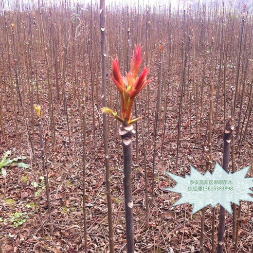 北京海淀区香椿树苗种植要领价格低结果多保成活