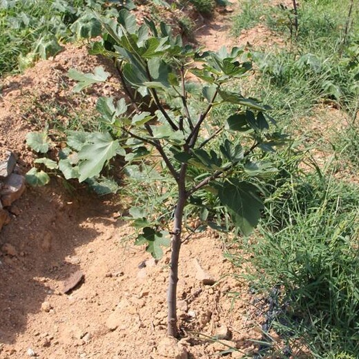北京丰台区布兰瑞克无花果树苗2米高多少钱一棵		当年挂果的树苗