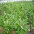 南方藍莓苗		當年掛果的樹苗