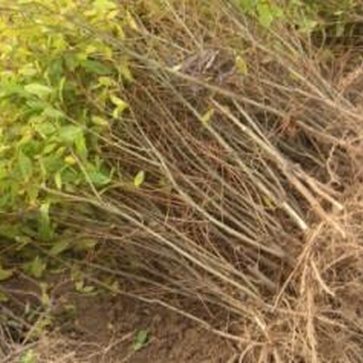 北京丰台区天红蛋石榴苗2米高多少钱一棵		根系发达现挖现卖