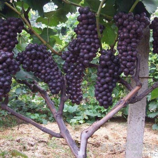 河北省石家庄市葡萄园皇后葡萄树苗多少钱一棵		什么品种好