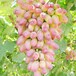 无核白葡萄树苗		品种优纯度高保成活