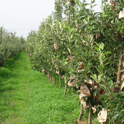 河北省邢台市苹果树苗2米高多少钱一棵		如何种植好
