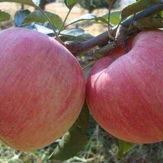 河北省张家口市红星苹果树苗特优果树苗		如何种植好