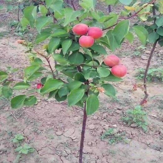 短枝杏树苗如何种植好