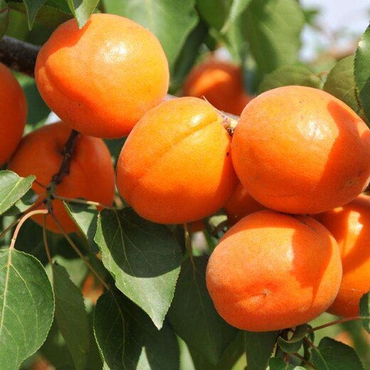 河北省唐山市早蜜杏树苗土地到期只求卖出		如何种植好