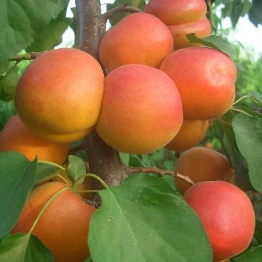 河北省承德市早红蜜杏树苗苗批发品种优纯度高保成活