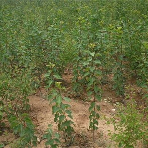 河北省唐山市杏树苗报价土地到期只求卖出		如何种植好