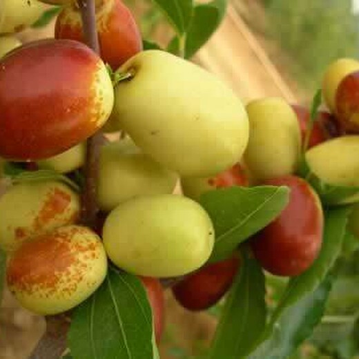 河北省石家庄市留香甜枣苗多少钱一棵		当年挂果的树苗