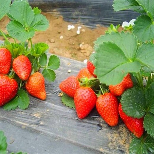 河北省石家庄市草莓苗多少钱一棵		果树苗购买找山东果硕苗木