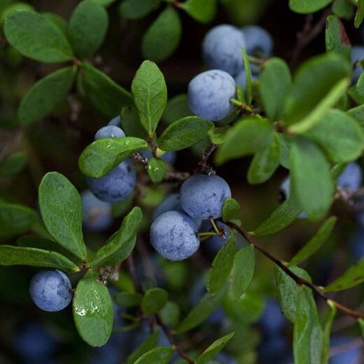 河北省保定市三年都克蓝莓苗特优果树苗根系发达现挖现卖