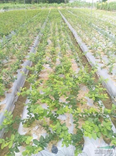 河北省承德市三年都克蓝莓苗		当年挂果的树苗
