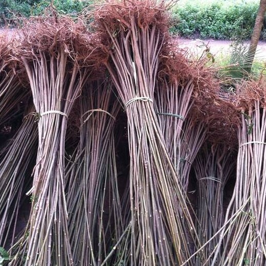 朝阳区紫香椿苗大型育苗基地现货供应	如何种植好