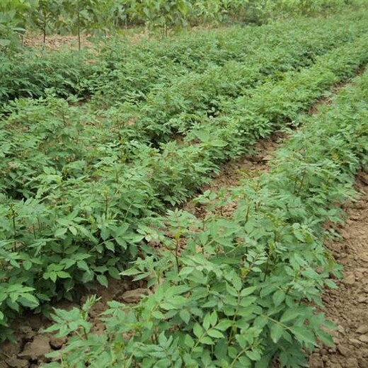 河北区无刺花椒苗售价是多少成活率花椒苗基地的价格