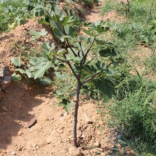 河北省衡水市美丽亚无花果树苗	繁育基地无花果树苗