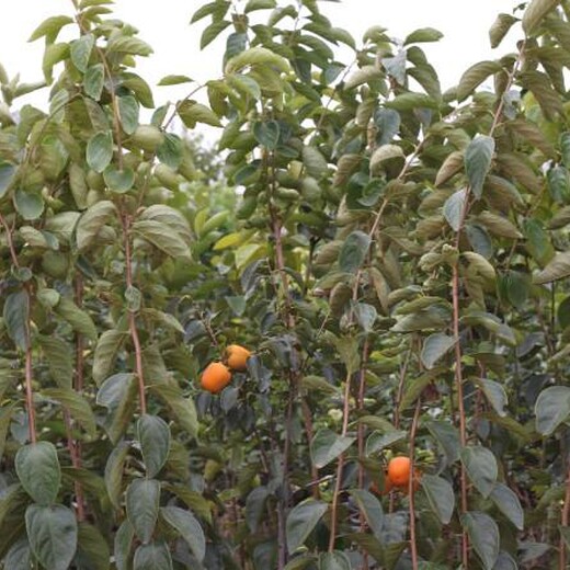 河北省保定市柿子苗出售出售保成活柿子树苗栽培养护