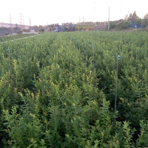 河北省保定市北陆蓝莓树苗今年哪个品种好蓝莓苗蓝莓苗种植要领