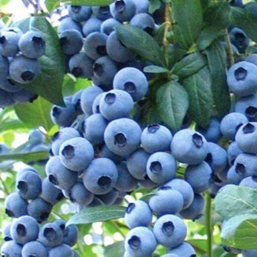 河北省石家庄市薄雾蓝莓树苗品种优纯度高蓝莓苗结果早丰产性强蓝莓苗