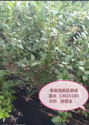 兔眼蓝莓树苗新品种介绍蓝莓苗蓝莓苗种植要领