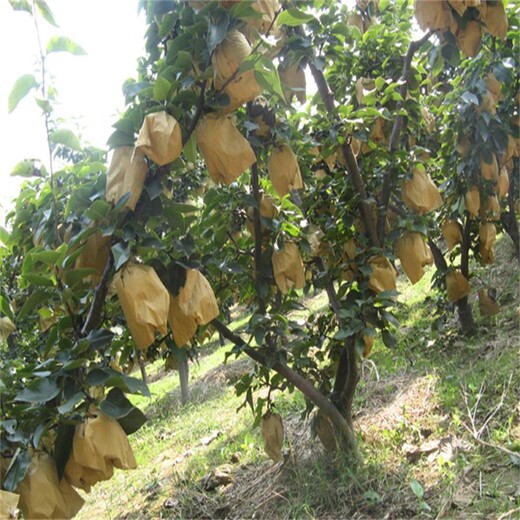 一公分圆黄梨树苗新品种介绍梨树苗几月份种植成活率高