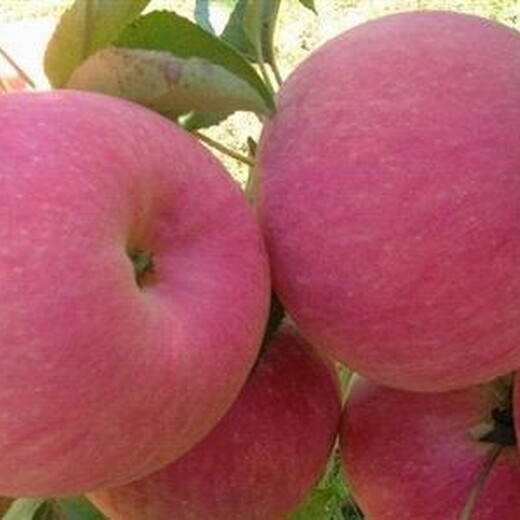 河北省廊坊市烟富0号苹果苗品种千万别错过保成活		出售价格是多少苹果苗