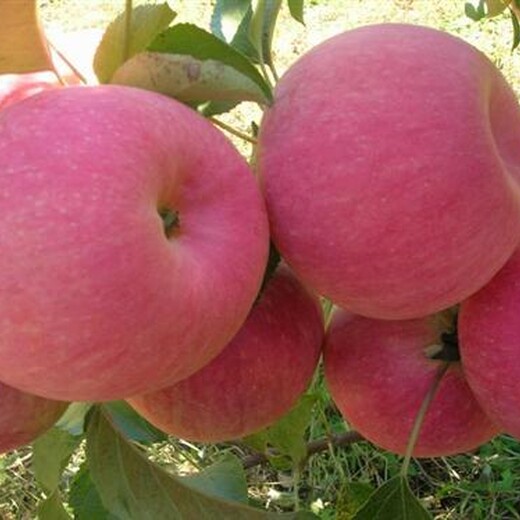 矮化苹果苗价格新品种介绍苹果苗应该如何种植苹果苗