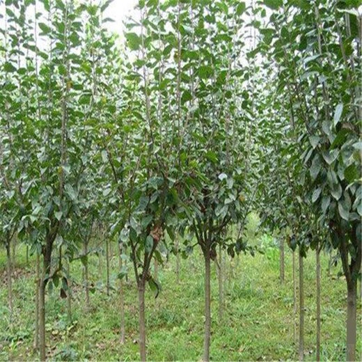 河北省张家口市4公分金太阳杏树苗价格低结果多杏树苗应该如何种植杏树苗