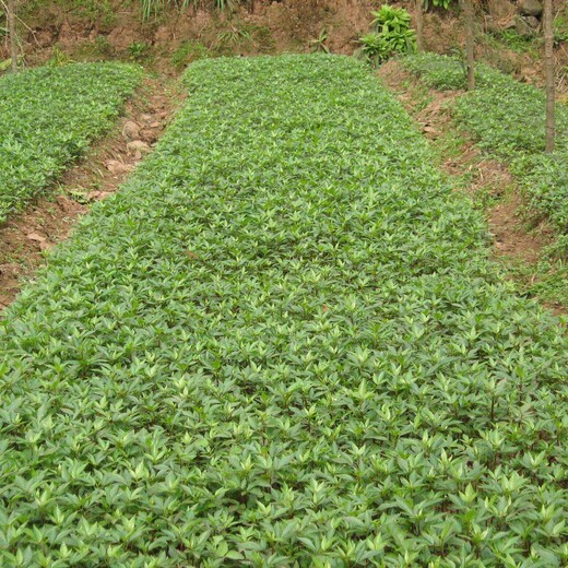 河北省承德市花椒树苗在哪里能买到出售保成活应该如何种植花椒苗