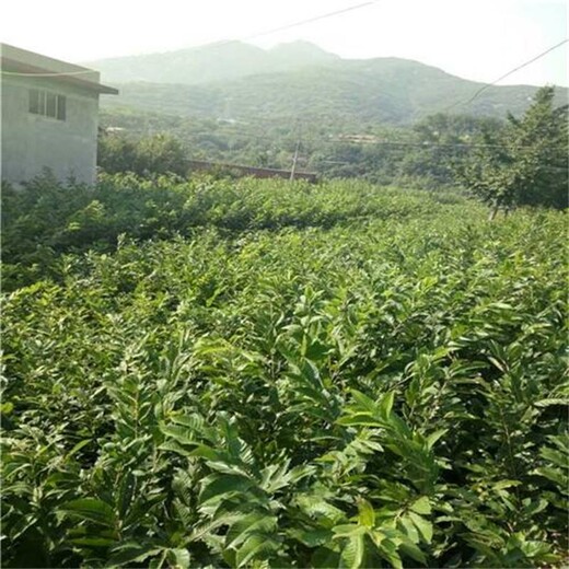 河北省廊坊市特早板栗苗品種千萬(wàn)別錯(cuò)過(guò)保成活		板栗苗栽培養(yǎng)護(hù)