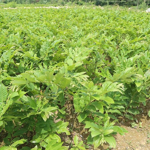 河北省保定市3公分石丰板栗苗今年哪个品种好板栗苗应该如何种植板栗苗