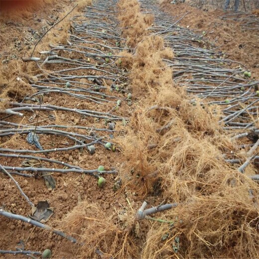 河北省衡水市日本紫果无花果树苗种植户找销路种植几年结果