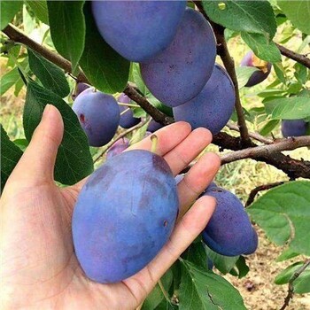 晚熟李子苗子苗栽植苗圃管理嫁接苗哪里有卖