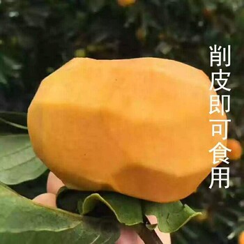 河北省衡水市特大锣盘柿柿子苗种植户找销路种植几年结果