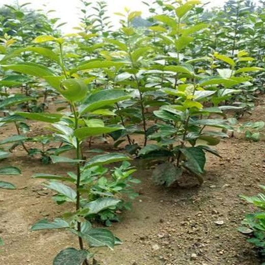 河北省承德市无核火晶柿柿子苗农村种植核桃树不愁销路一亩地的收益