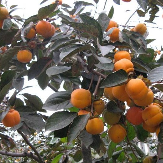 柿子樹(shù)苗子苗栽植苗圃管理怎樣移栽好活