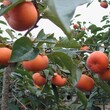 河北省秦皇岛市柿子树苗播种育苗基地一亩地的收益图片