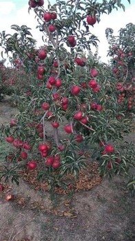 河北区嫁接红星苹果树苗种植土壤地势种植几年结果