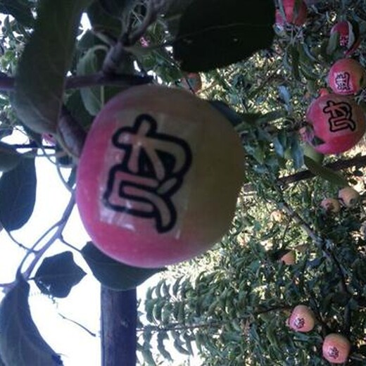 紅橋區(qū)黃元帥蘋果樹苗疏花疏果授粉一公分苗三年苗多少錢一棵
