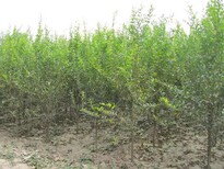 河东区红如意软子石榴苗播种育苗基地3年苗多少钱图片3