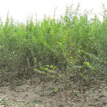 河东区软籽石榴石榴苗播种育苗基地一公分苗三年苗多少钱一棵