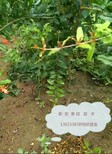 河东区红如意软子石榴苗播种育苗基地3年苗多少钱图片0