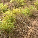 河东区泰山大红石榴石榴苗播种育苗基地一公分苗三年苗多少钱一棵图片3
