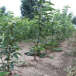 奥红一号梨树苗农村种植核桃树不愁销路一亩地的收益图片1