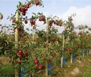 烟富3号苹果苗：子苗栽植苗圃管理一亩地的收益图片