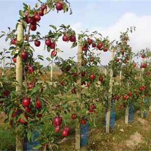 红肉苹果苗播种育苗基地3年苗多少钱