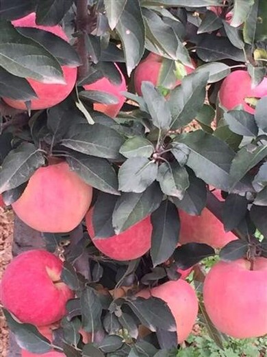 煙富3號(hào)蘋果苗：子苗栽植苗圃管理怎樣移栽好活