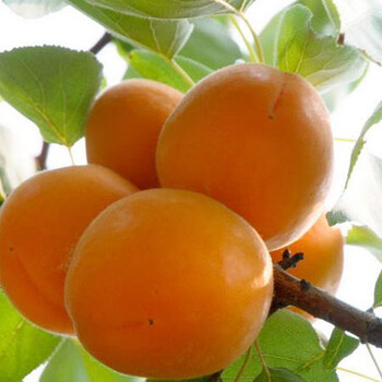 短枝杏树苗3年苗多少钱