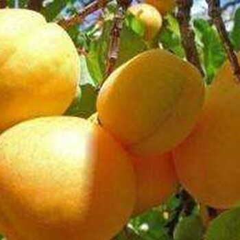 杏树苗种植户找销路种植几年结果